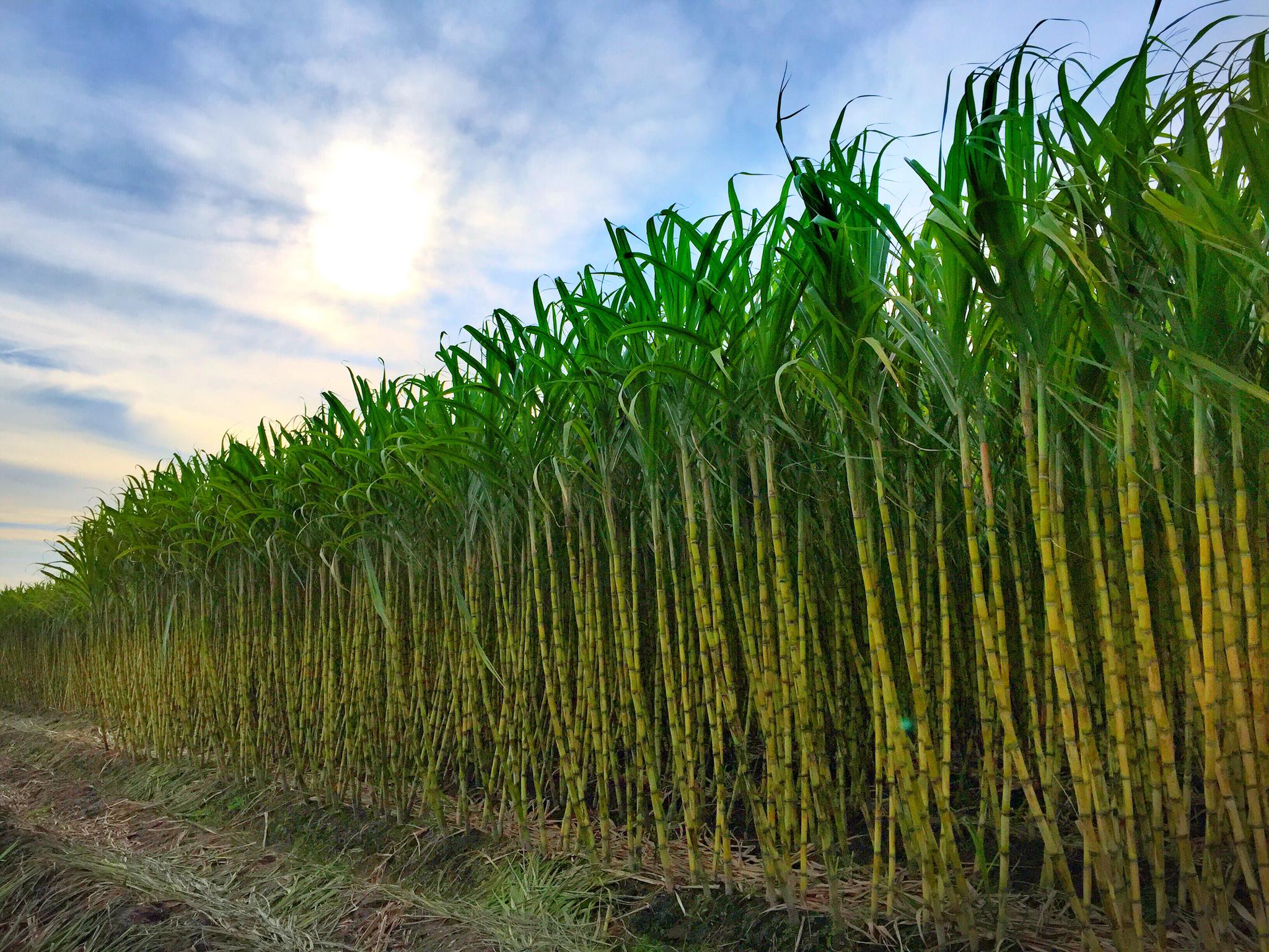 甘蔗高产栽培技术:选种是关键 