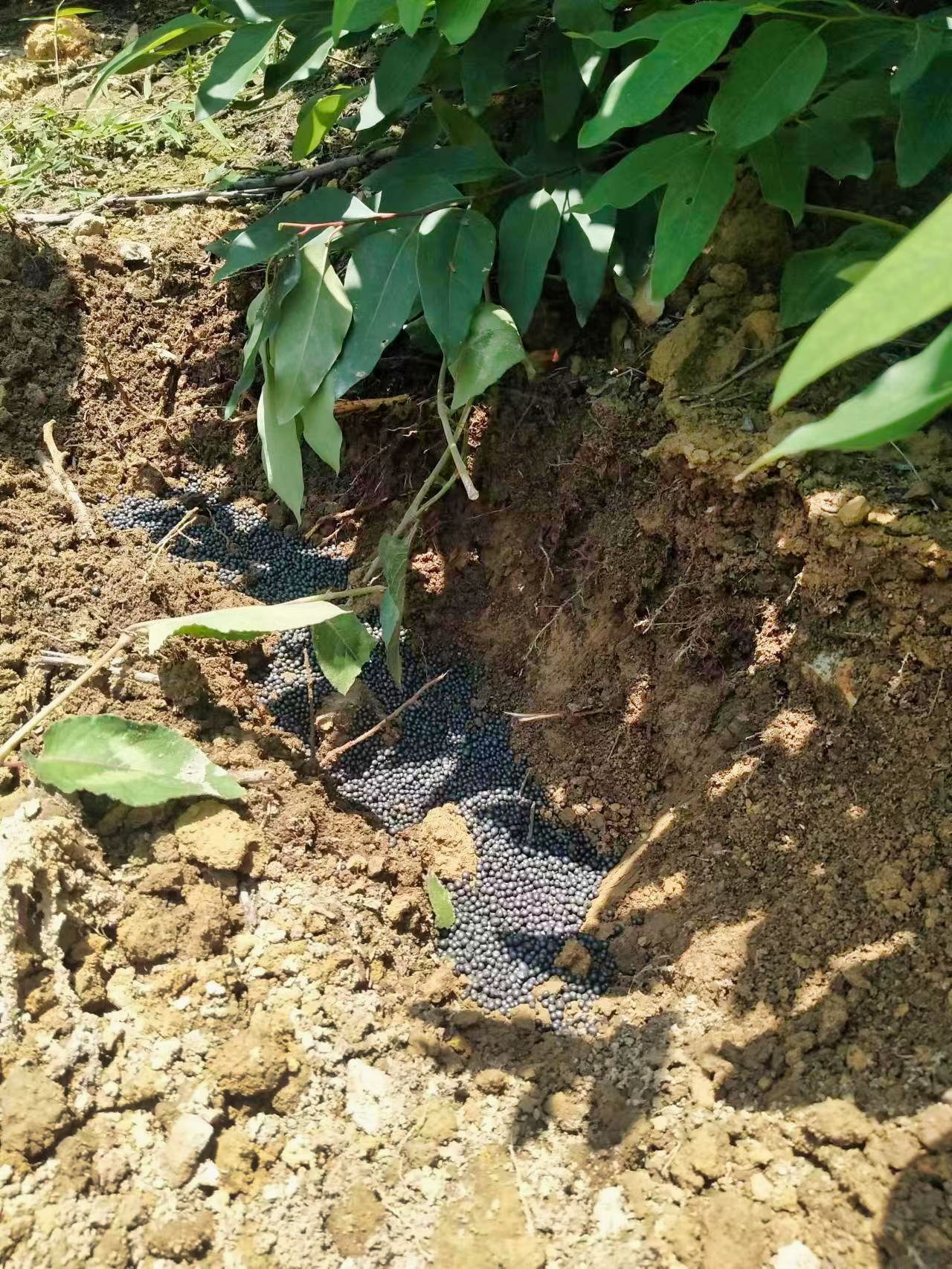 与肥料直接接触,出现桉树烧根死苗现象,因此桉树施肥应保持合理的距离