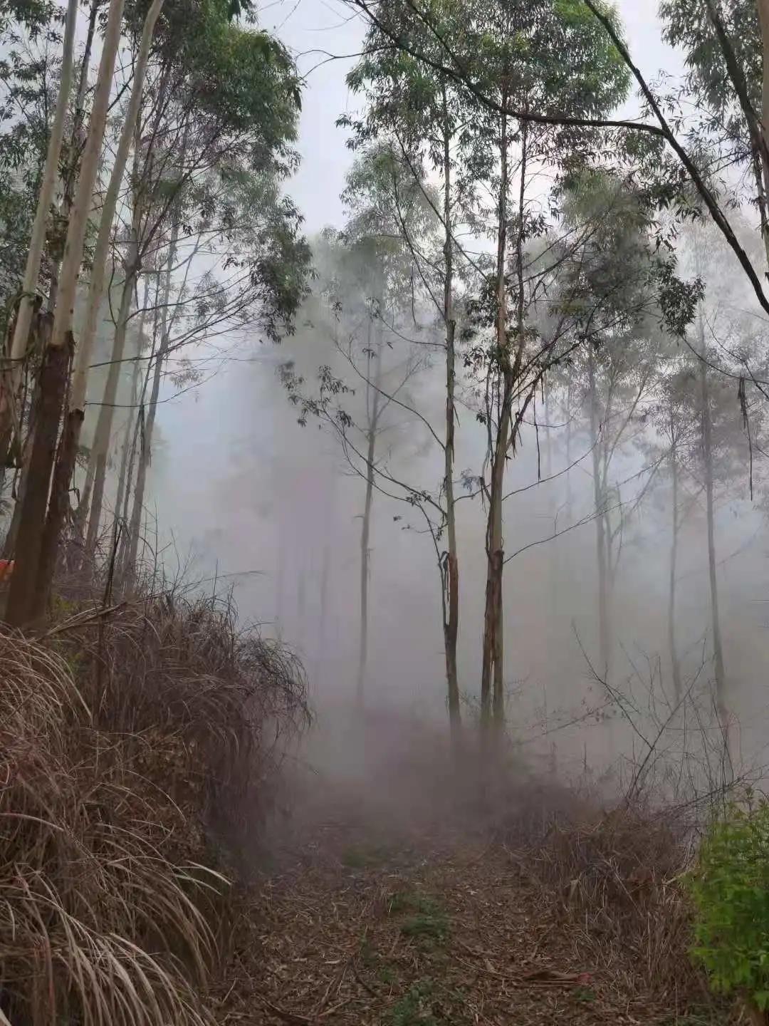 桉树缺硼症状图片图片