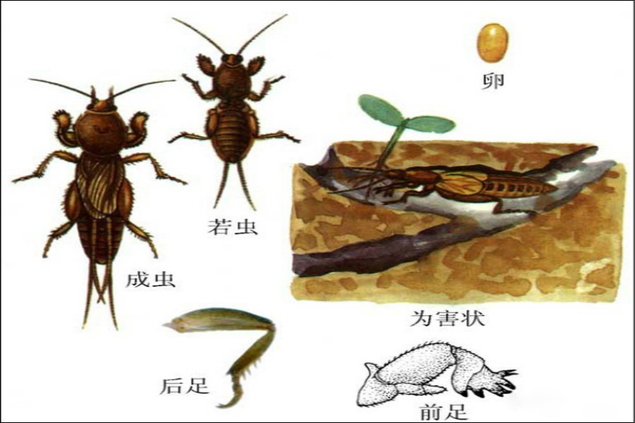 蝼蛄怎么分公母图片图片