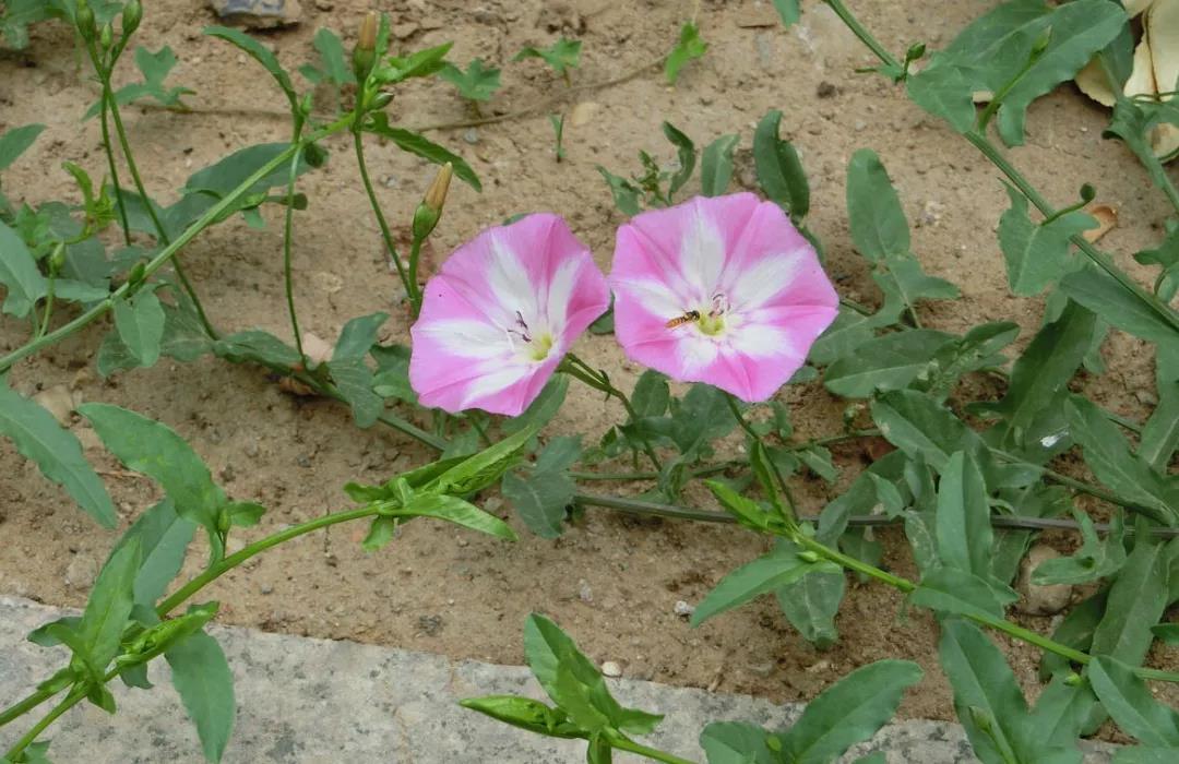 玉米田常见杂草大全,看这一篇就够了! - 广西首控生物科技