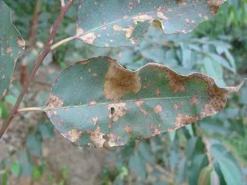 (一)青枯病桉树青枯病症状表现可分两种类型:1.