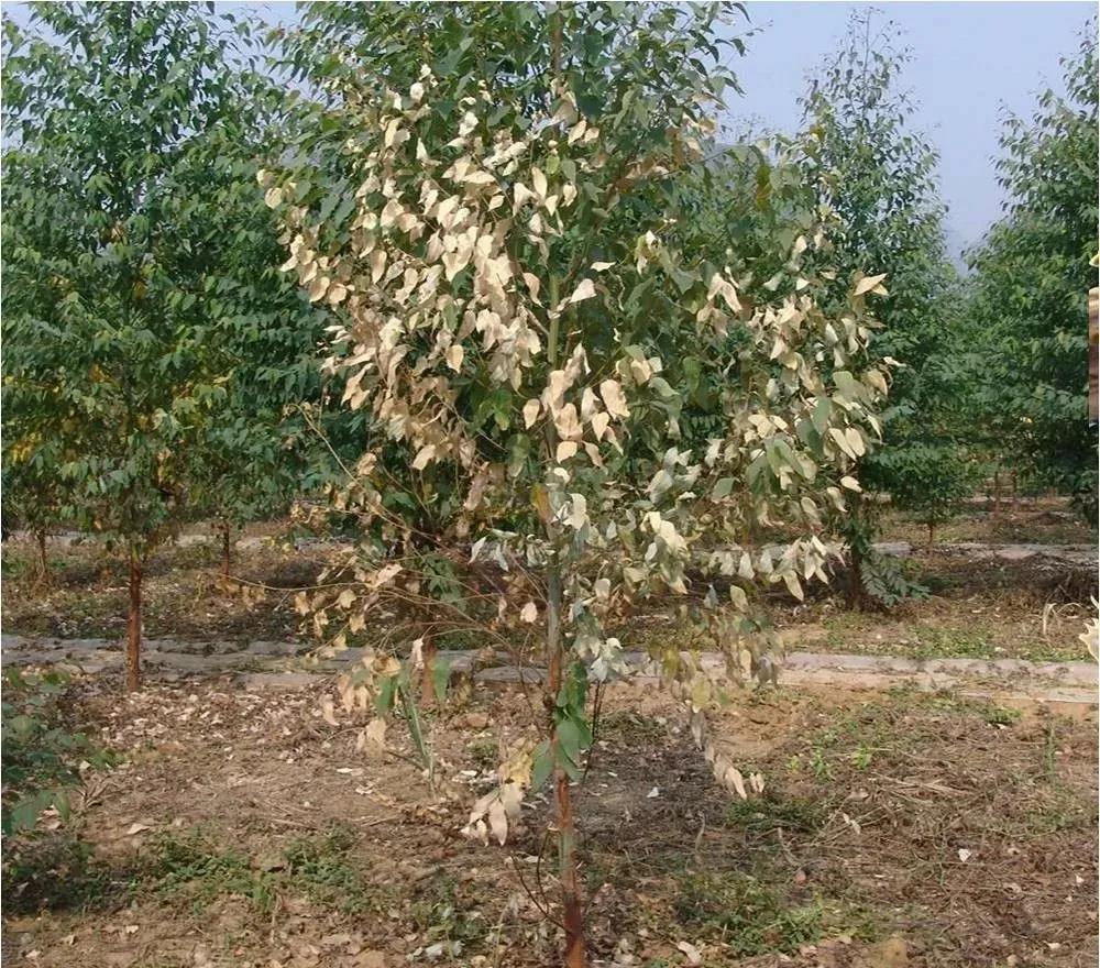 桉树青枯病应该如何防治? - 广西首控生物科技