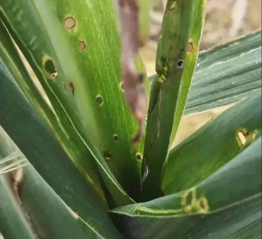 伸长期的蔗梢部为害,可造成枯梢或螟害节,易风折,不仅影响甘蔗生长