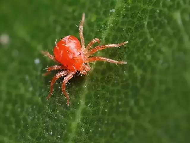 西瓜红蜘蛛图片症状图片