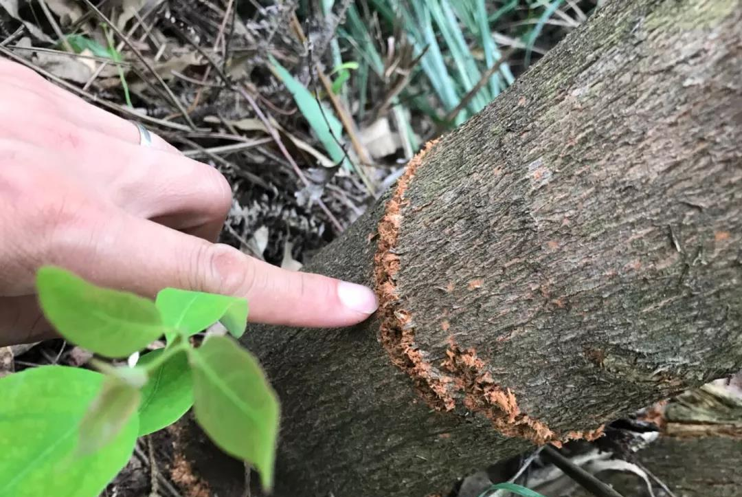 天牛幼虫蛀食韧皮部和木质部,在树干树皮上形成环状横裂圈,距离地面约