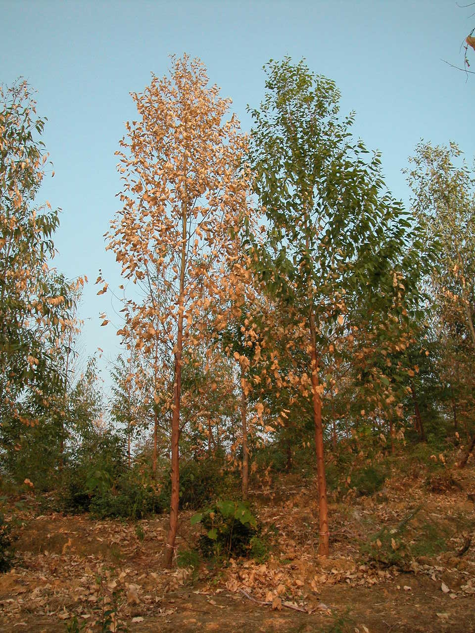 桉树主要病害有哪些?如何防治? - 广西首控生物科技