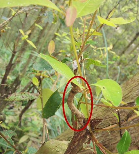 桉树主要病虫害及防治 - 广西首控生物科技